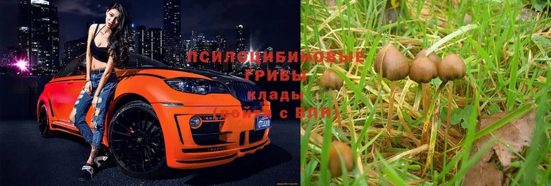 Псилоцибиновые грибы MAGIC MUSHROOMS  магазин  наркотиков  Северск 